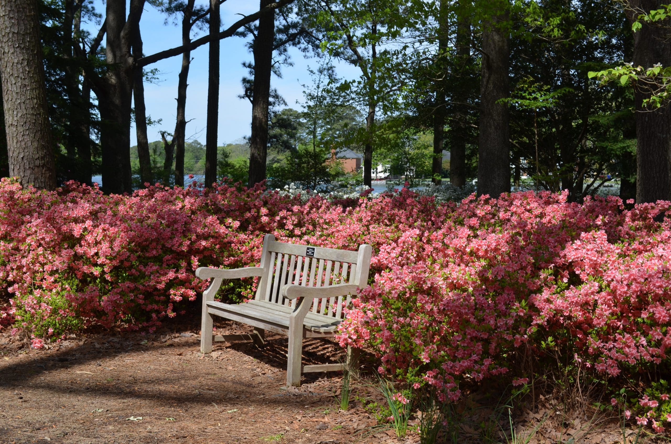 azalea-bench
