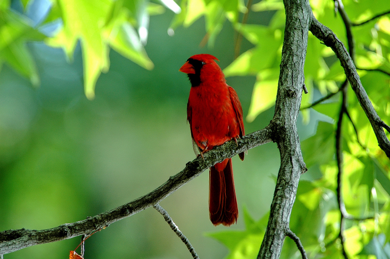 Crazy About Cardinals!