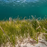 Virginia's Underwater Marine Prairies: Status, Threats, and Restoration
