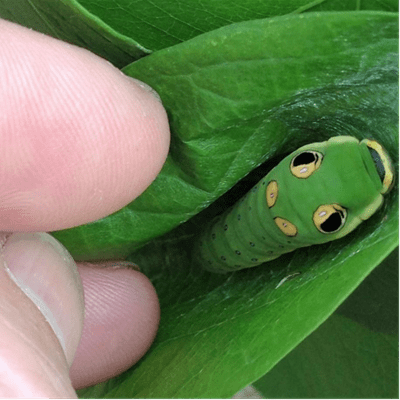 Gardening with Butterflies and Caterpillars