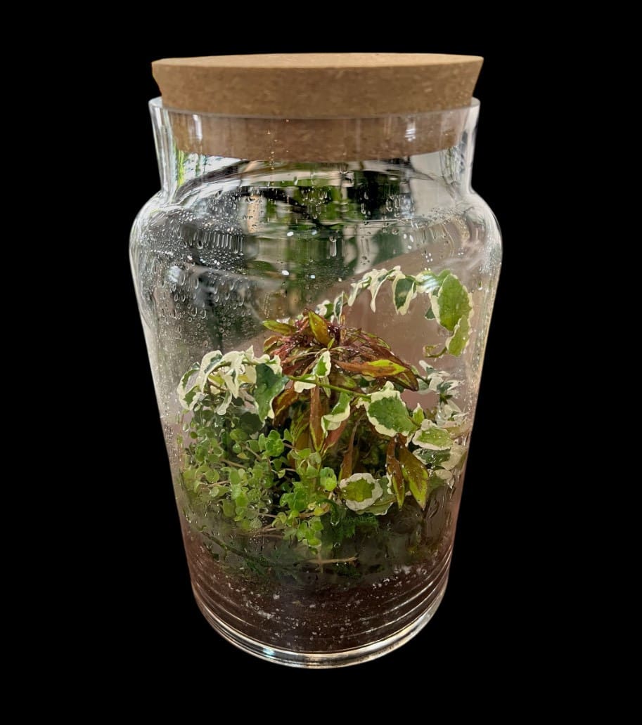 Terrarium Workshop