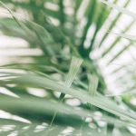 Landscaping with Cold Hardy Palms in Hampton Roads