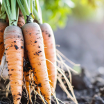 Fruit and Vegetable Garden Planning