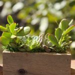Reclaimed Barnwood Succulent Planter