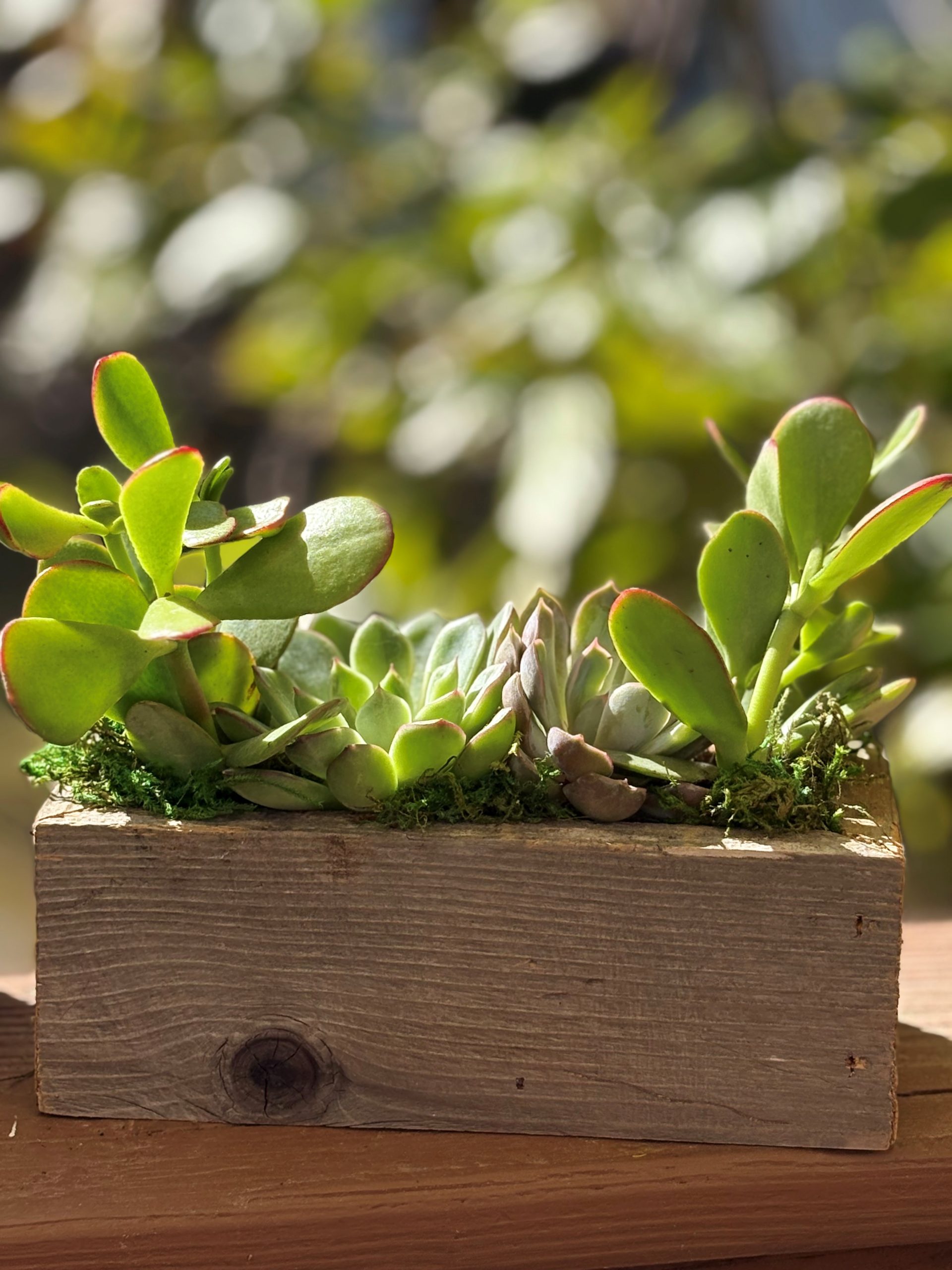 Reclaimed Barnwood Succulent Planter