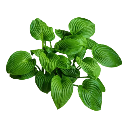 host flower leaves