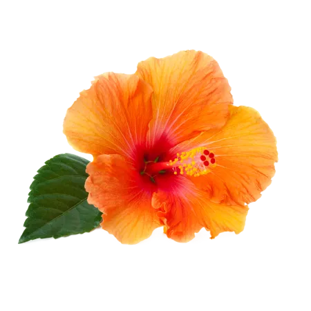 orange hibiscus flower