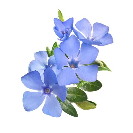violet periwinkle flower violet periwinkle flower