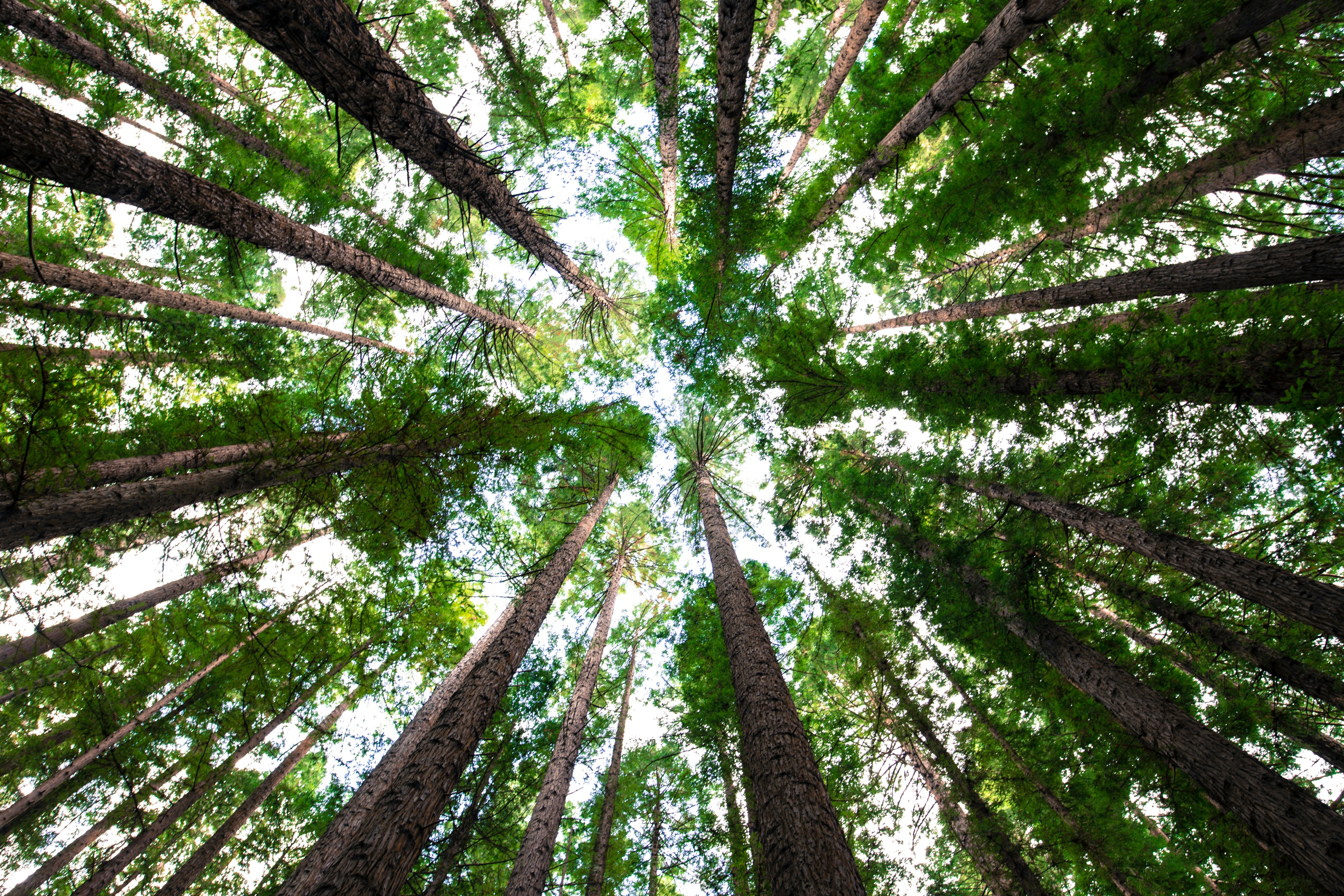 trees in circle looking up from ground
