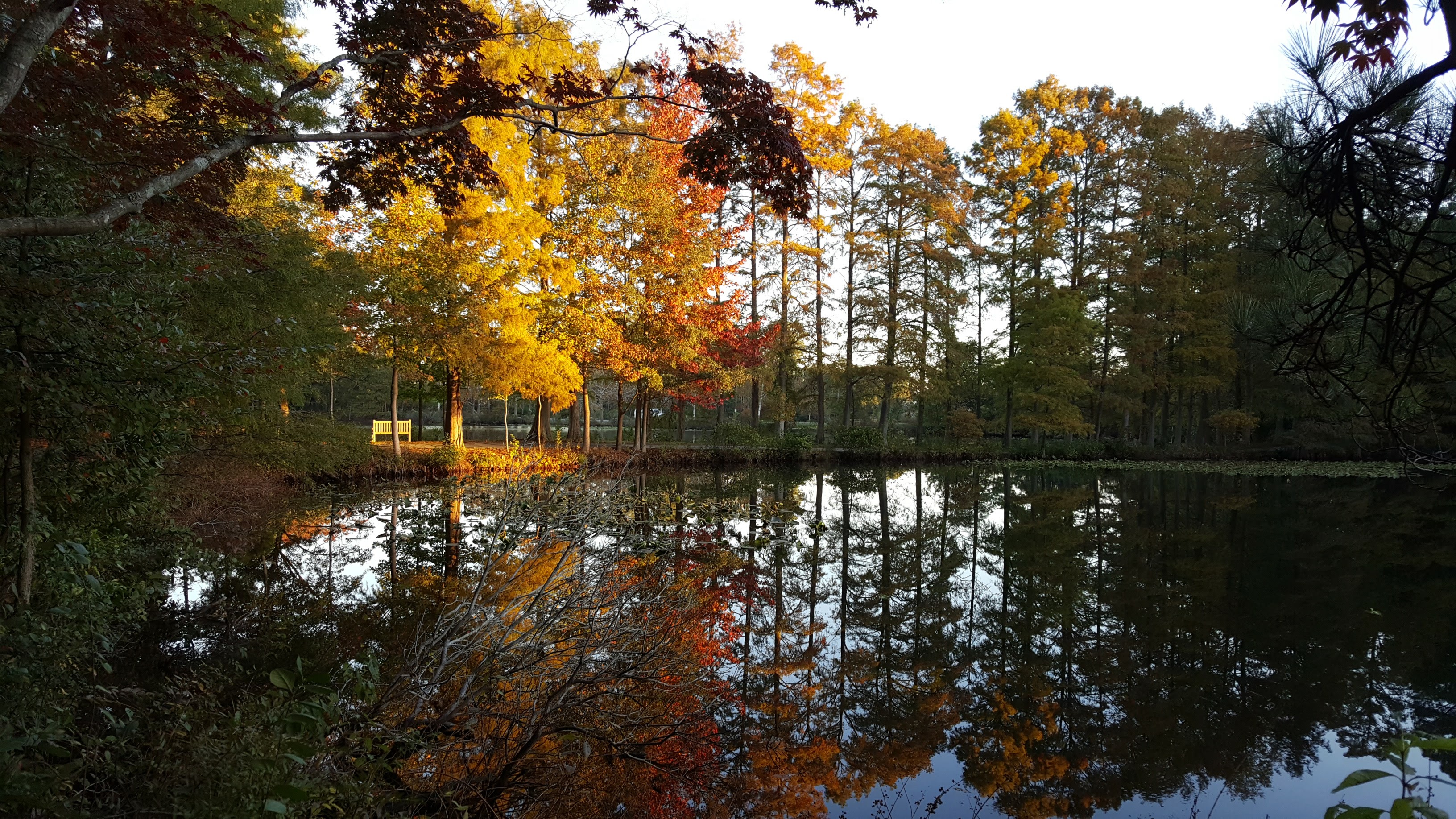 orange, yellow and red leaves on a trees overlooking a lake