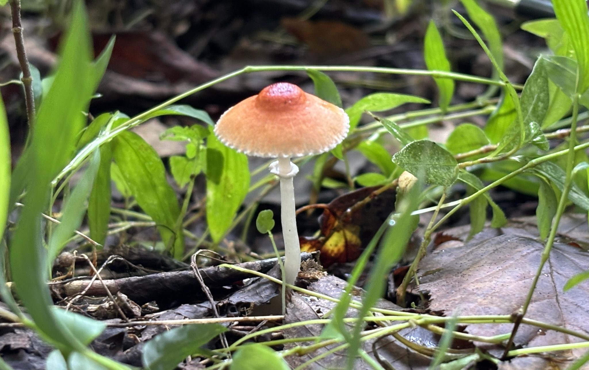 mushroom in the grass