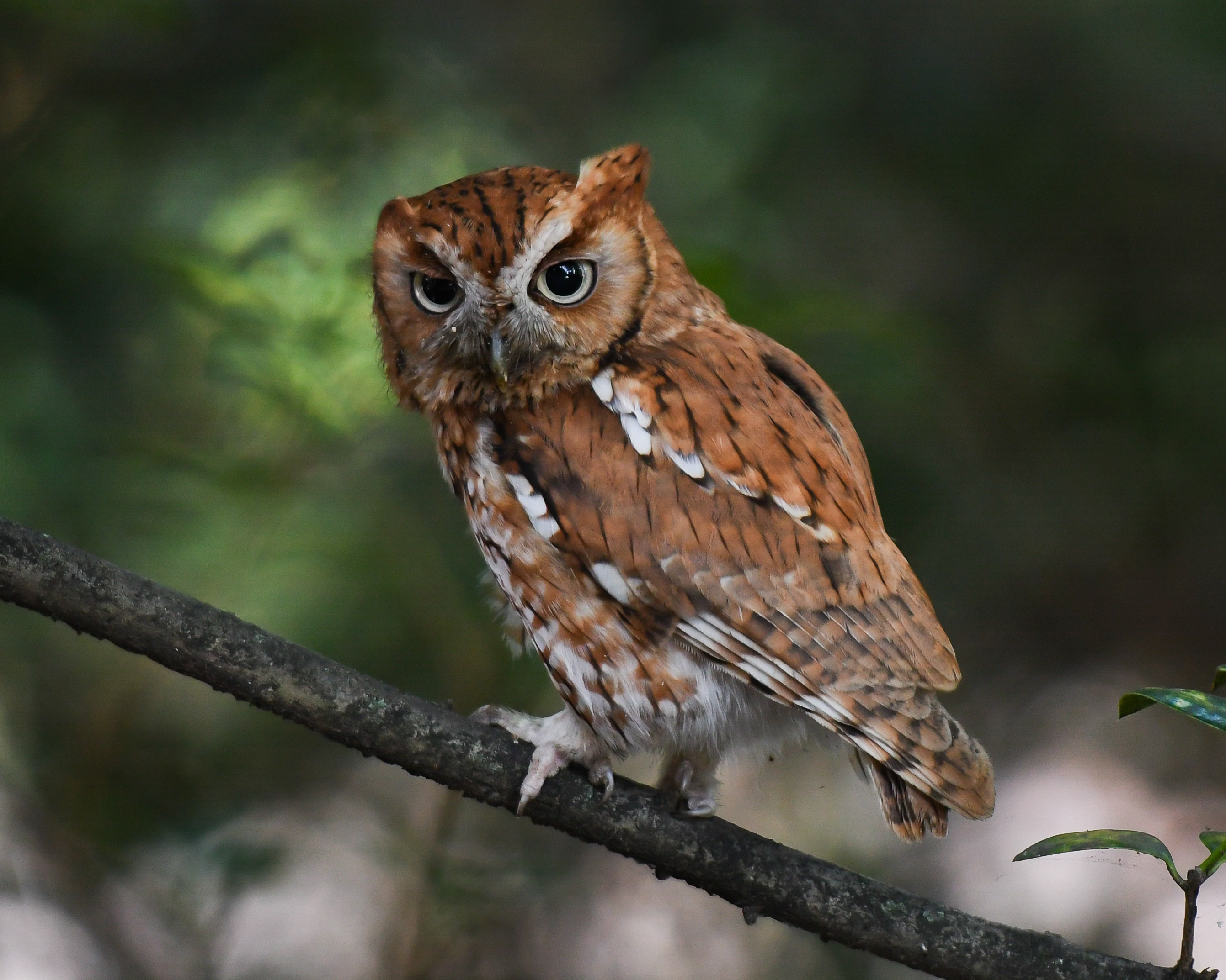 screech owl in tree looking at camera