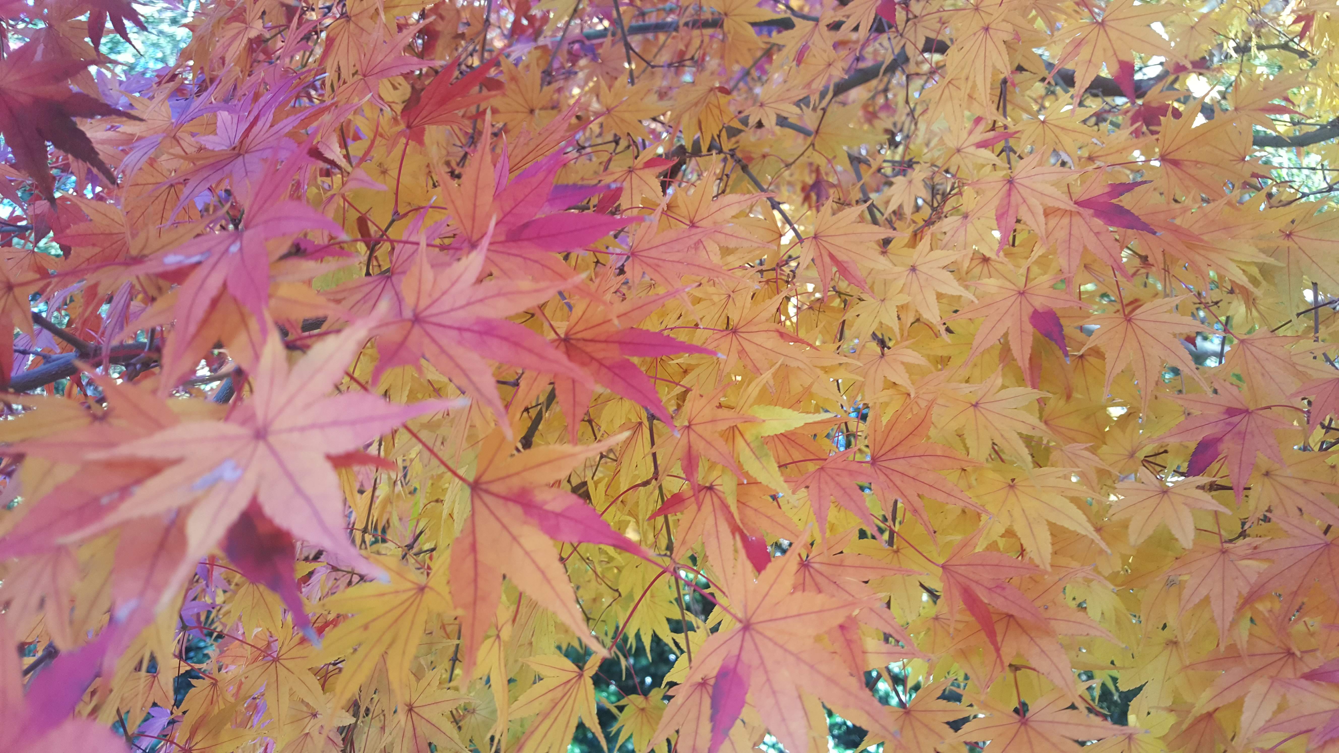 orange, yellow and red leaves on a tree