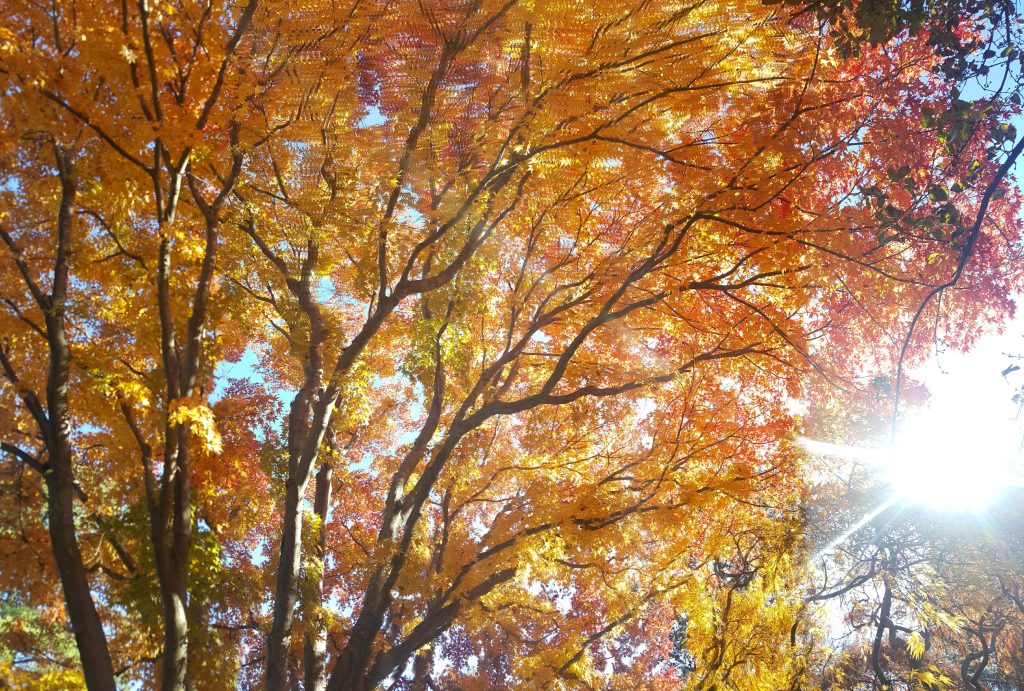orange, yellow and red leaves on a tree