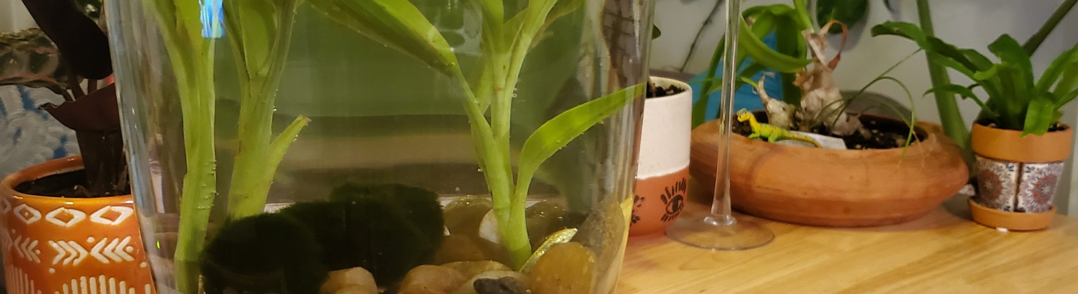 Tabletop Water Gardens Norfolk Botanical Garden